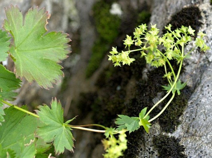 ALCHEMILLA FISSA Günt. et Schumm. – kontryhel rozeklaný / alchemilka