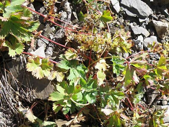 Alchemilla fissa