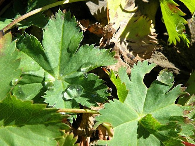 Alchemilla fissa