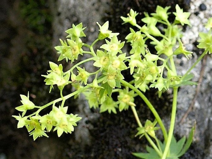 Alchemilla fissa