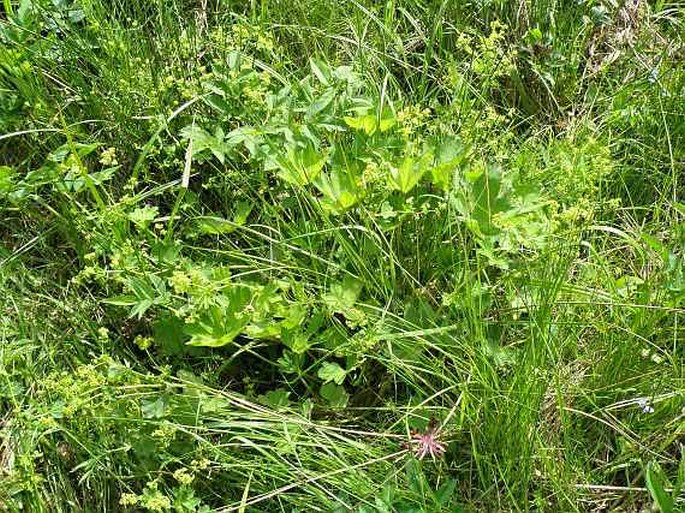 Alchemilla vulgaris