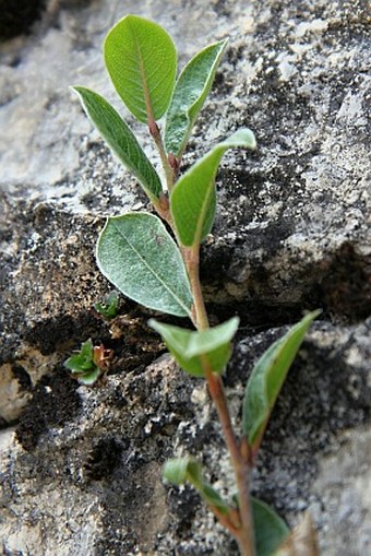 Salix alpina