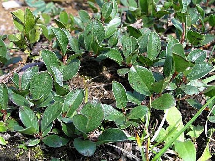 Salix alpina