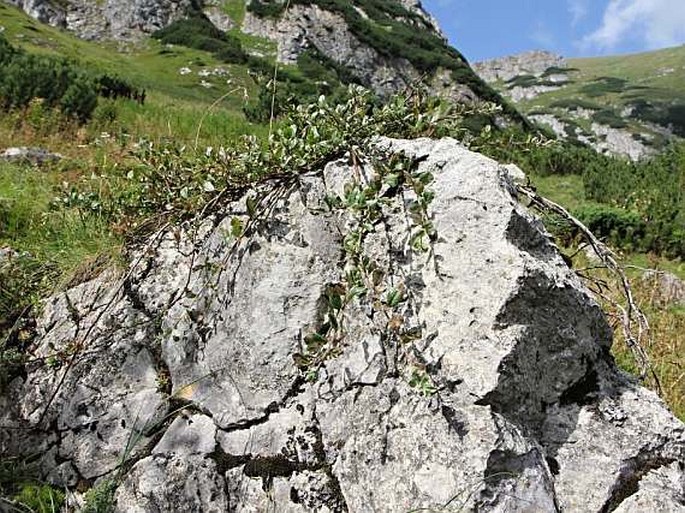 Salix alpina