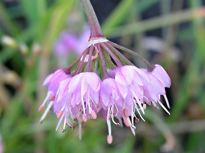 Allium cernuum