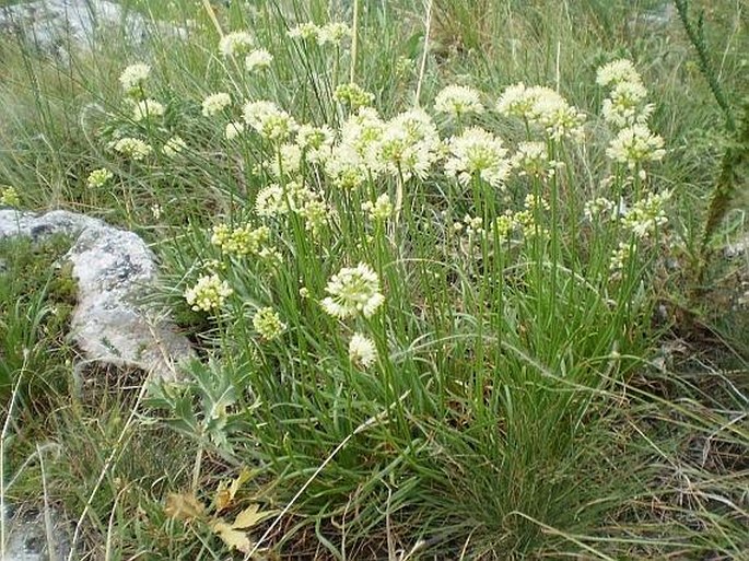 Allium ochroleucum