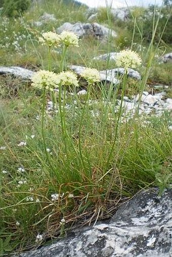 Allium ochroleucum