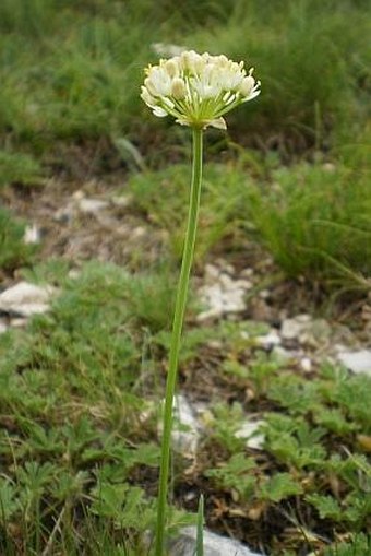 Allium ochroleucum