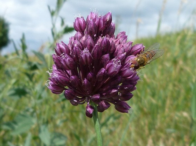 ALLIUM ROTUNDUM L. – česnek kulovitý / cesnak guľovitý