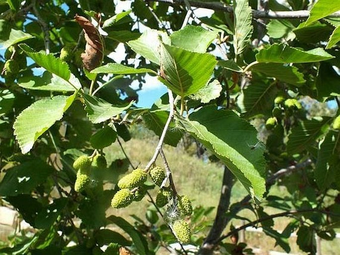 Alnus incana subsp. tenuifolia