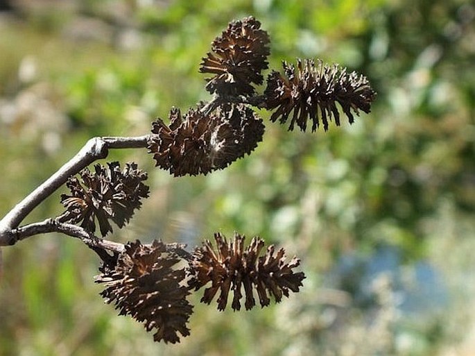 Alnus incana subsp. tenuifolia