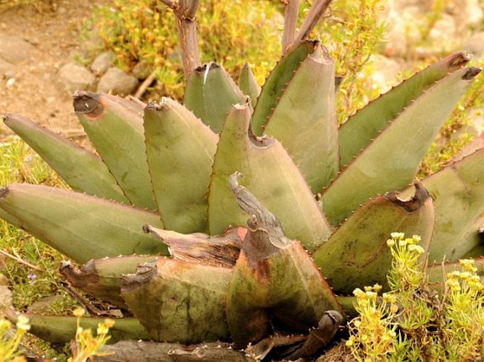 Aloe debrana