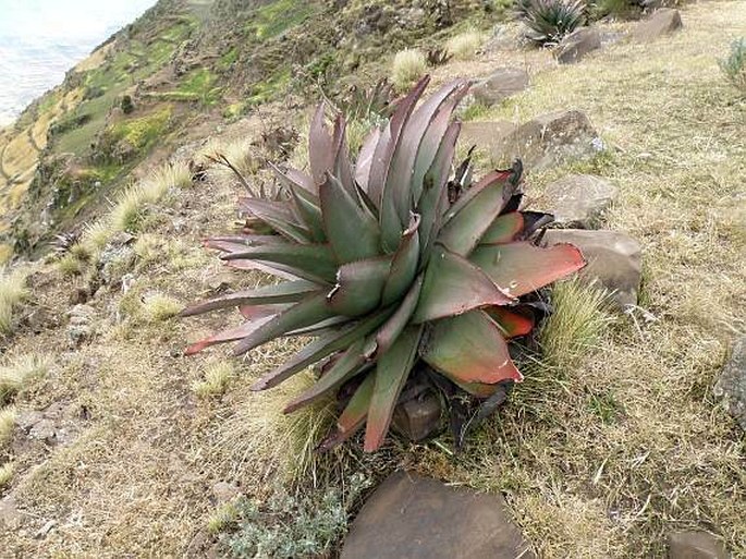 Aloe debrana