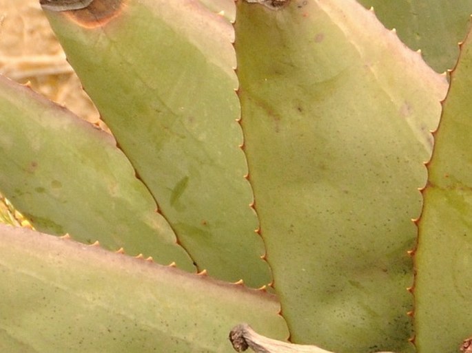 Aloe debrana