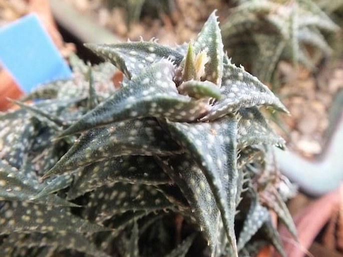 Aloe descoingsii