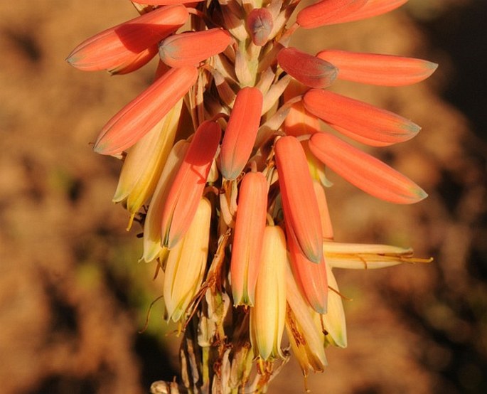 ALOE MICROSTIGMA Salm-Dyck – aloes