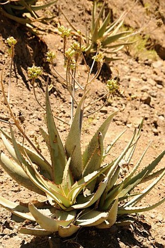 Aloe monticola