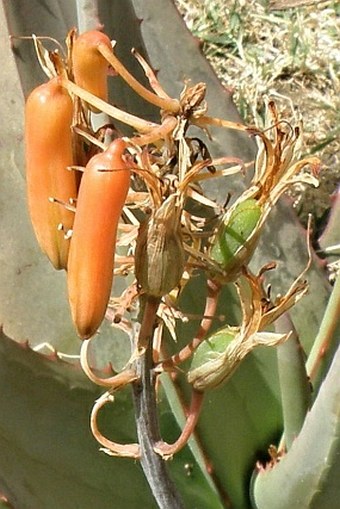 Aloe monticola