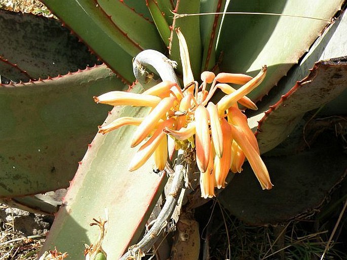 Aloe monticola