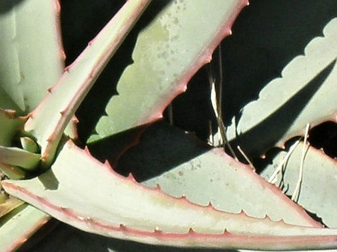 Aloe monticola