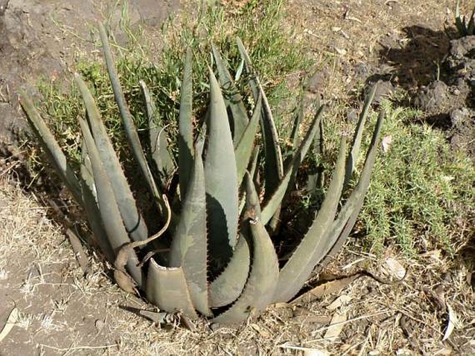 Aloe monticola