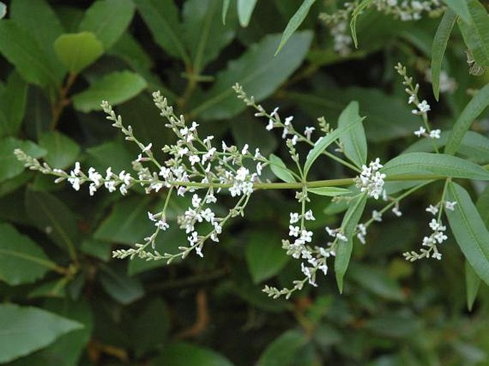 ALOYSIA CITRIODORA Palau – klapourek