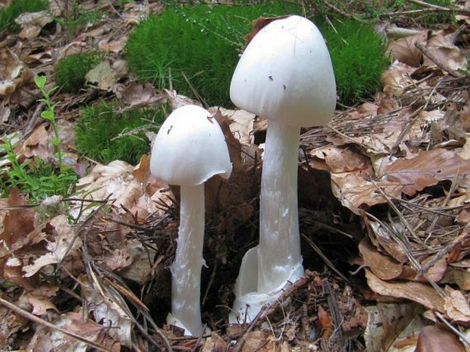 Amanita virosa