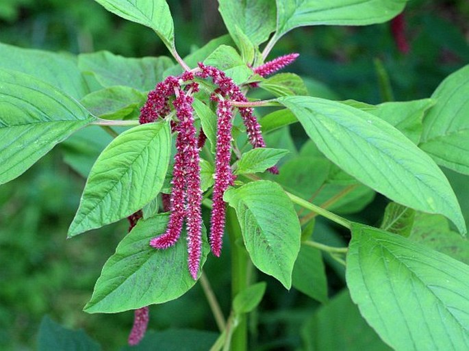 Amaranthus caudatus