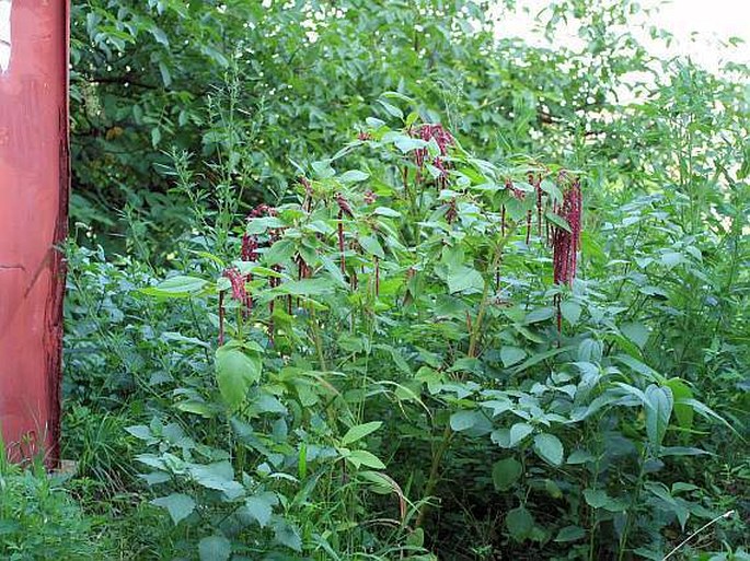 Amaranthus caudatus