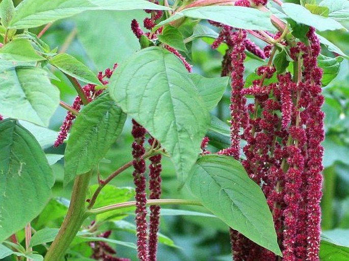 Amaranthus caudatus