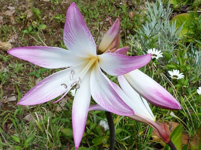 Amaryllis belladonna