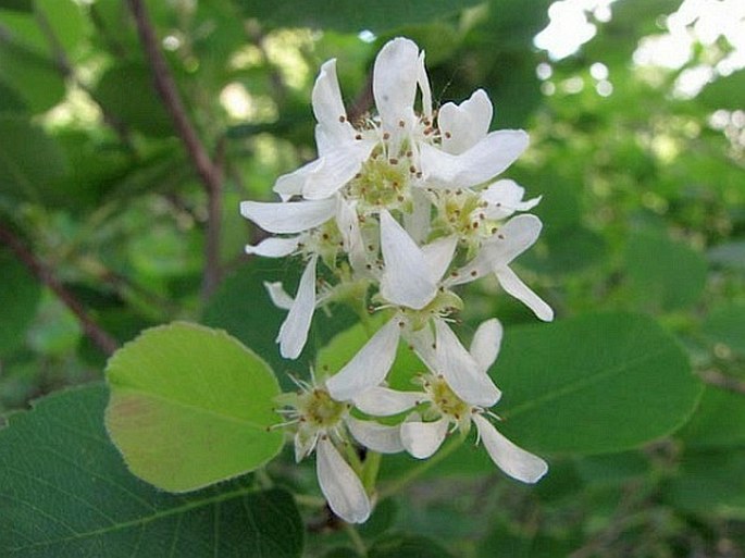 AMELANCHIER ALNIFOLIA (Nutt.) Nutt. ex M. Roem. – muchovník olšolistý