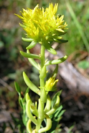 Sedum lanceolatum