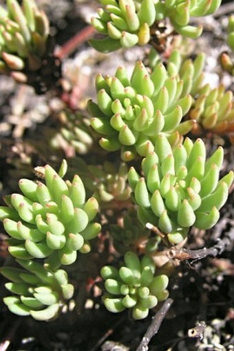 Sedum lanceolatum