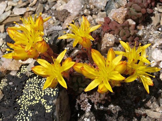 Sedum lanceolatum