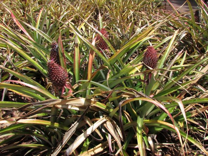 Ananas bracteatus