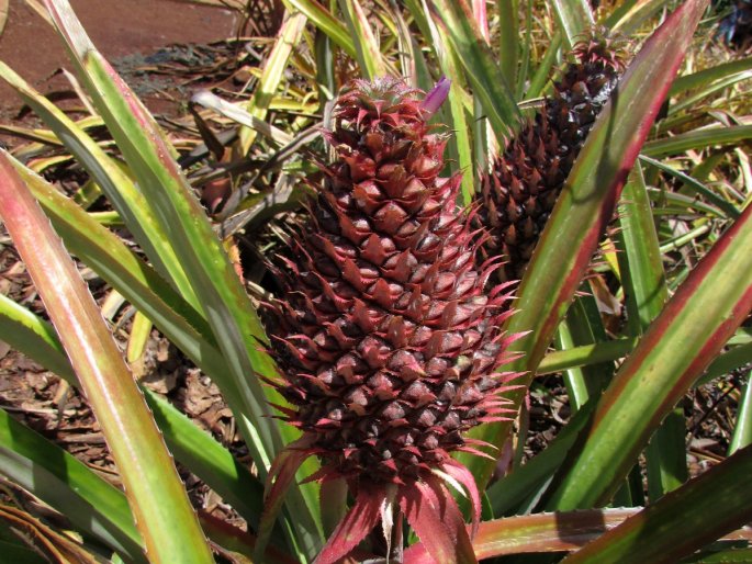 ANANAS BRACTEATUS (Lindl.) Schult. et Schult. f. - ananas