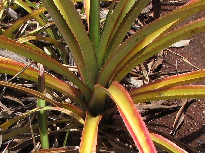 Ananas bracteatus