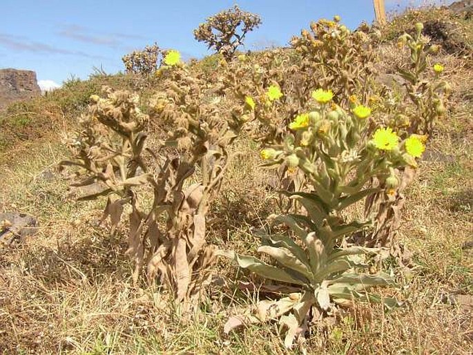 Andryala glandulosa