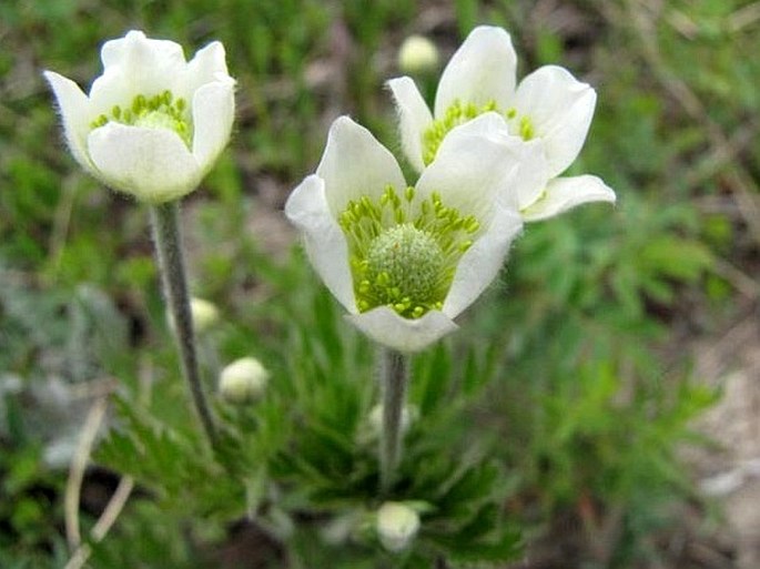 ANEMONE MULTIFIDA Poir. - sasanka / veternica