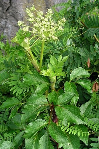 Angelica lucida