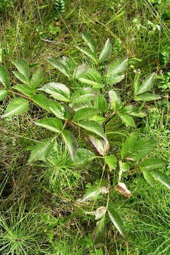 Angelica lucida