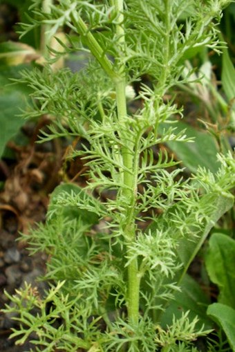 Anthemis cotula