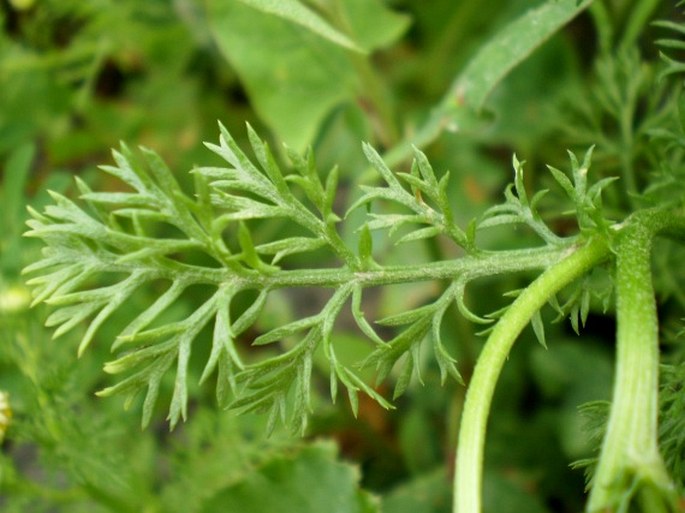 Anthemis cotula