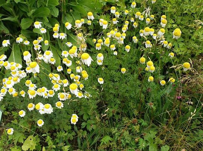 Anthemis abagensis