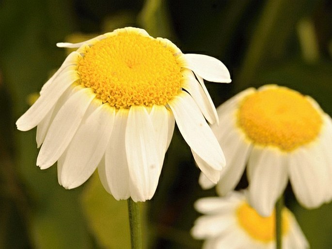 Anthemis abagensis