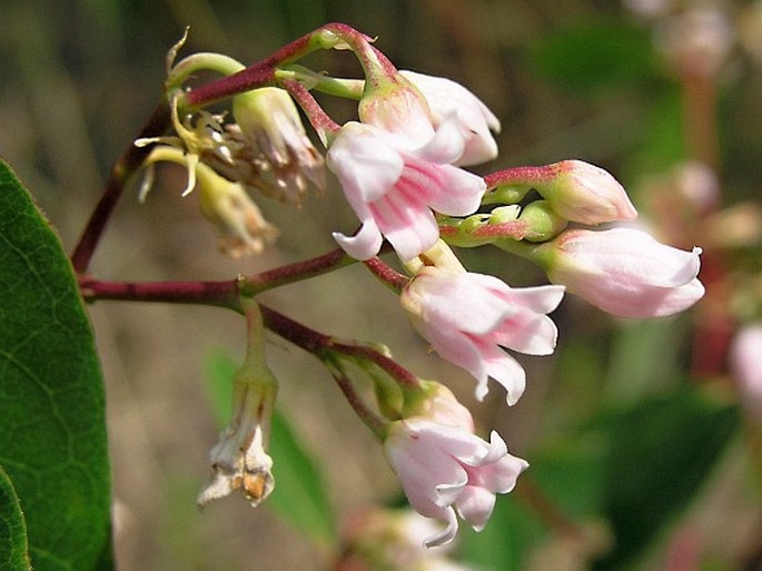 APOCYNUM ANDROSAEMIFOLIUM L. - toješť