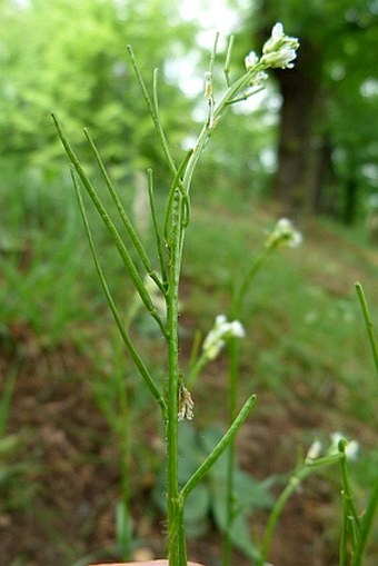 Arabis hirsuta