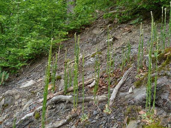 Arabis sagittata