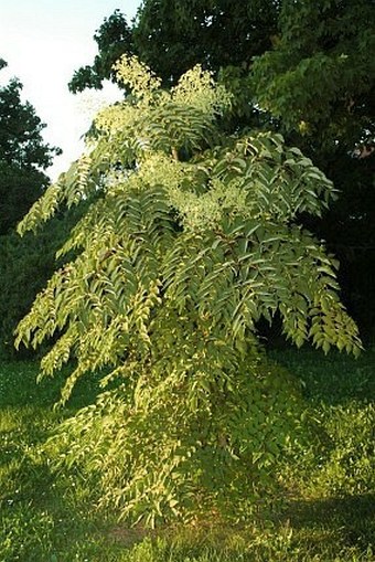 Aralia elata